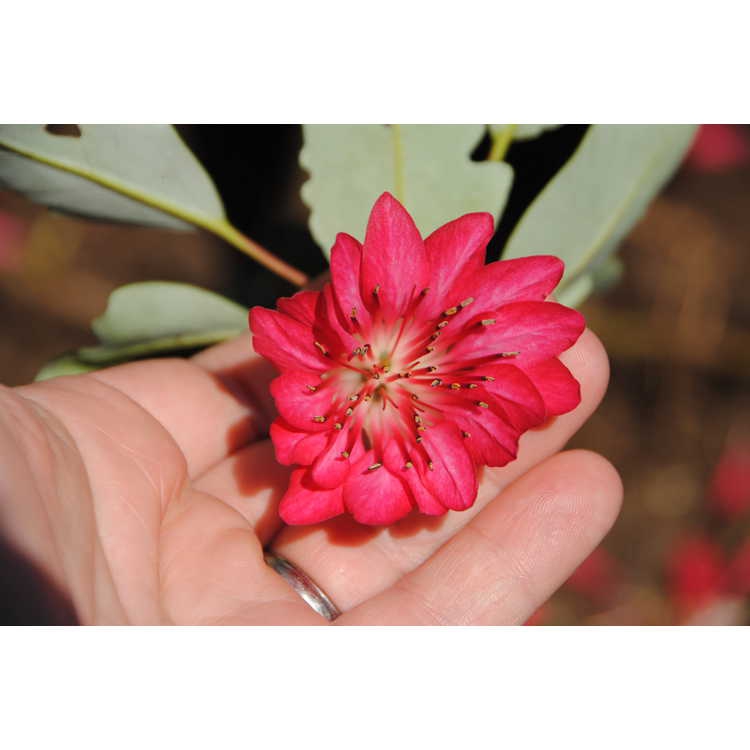 Rhodoleia henryi