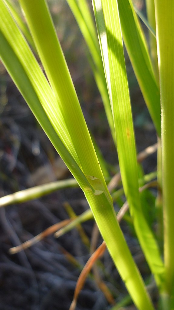 Flat stems