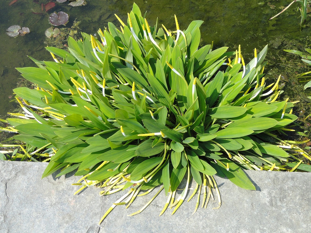 Orontium aquaticum