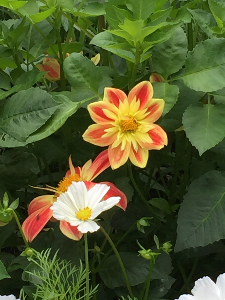 flower, 'Pooh Swan Island', Charlotte NC