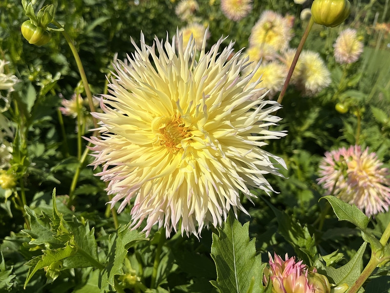 Yellow lacinated form dahlia