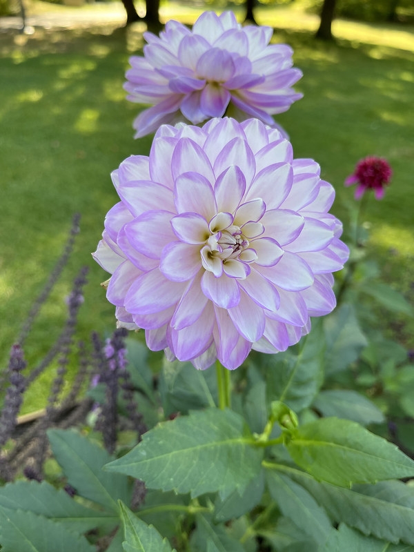 Pink formal decorative dahlia
