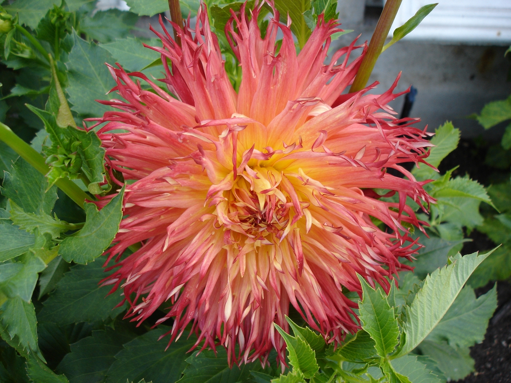 Dahlia
