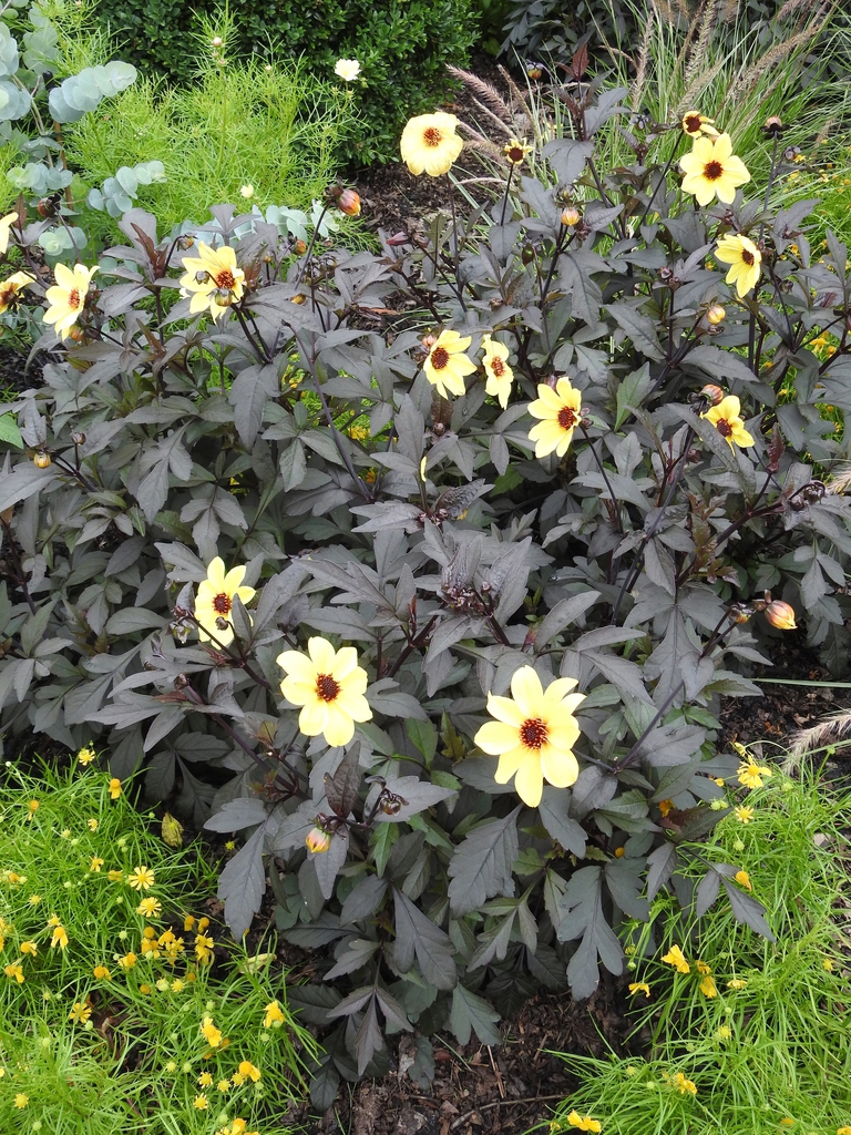 Yellow dahlias against dark red foliage.