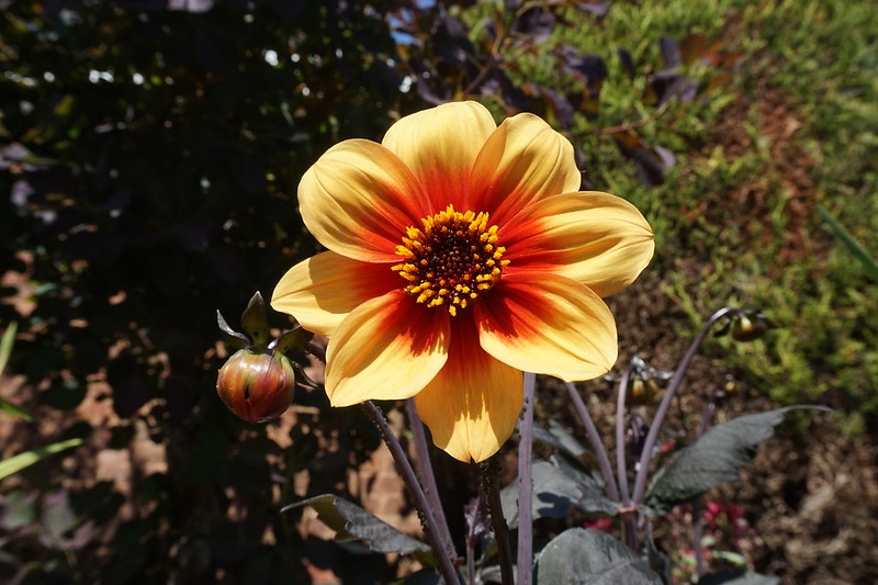 orange and yellow single form dahlia against dark foliage.