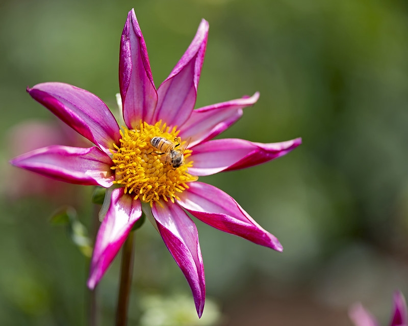 Single pink-orange dahlia with bees
