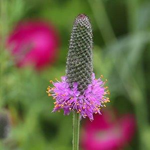 Dalea purpurea