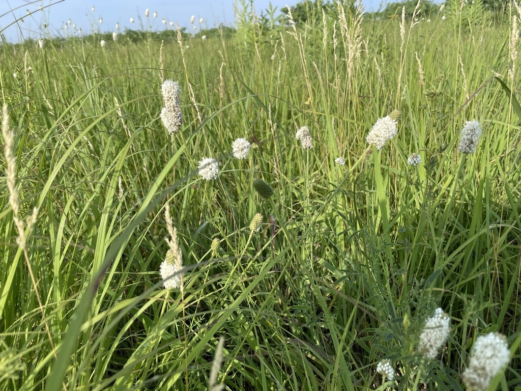 Form