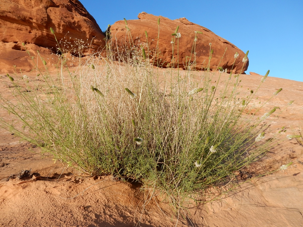 Dalea candida var. oligophylla