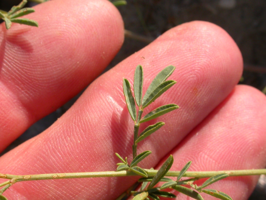 Stem and leaves