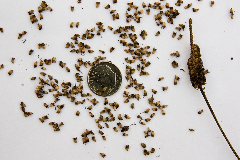 Dalea candida