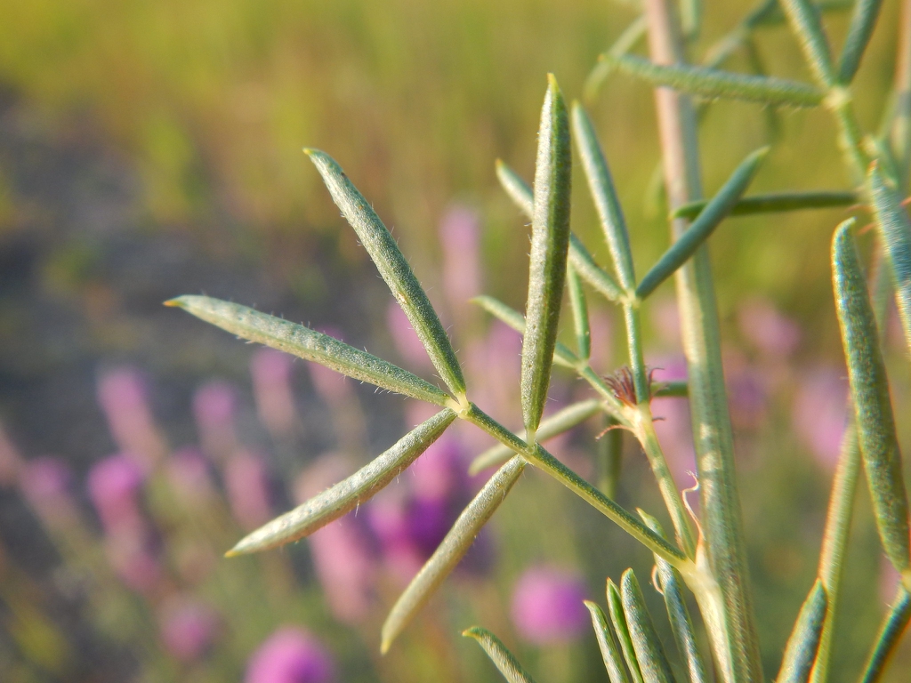 Leaves
