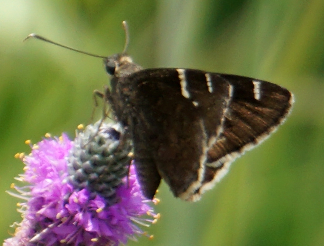 Flower with butterfly