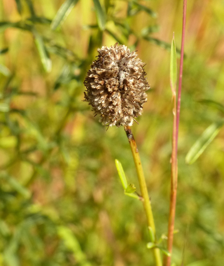 Fruit