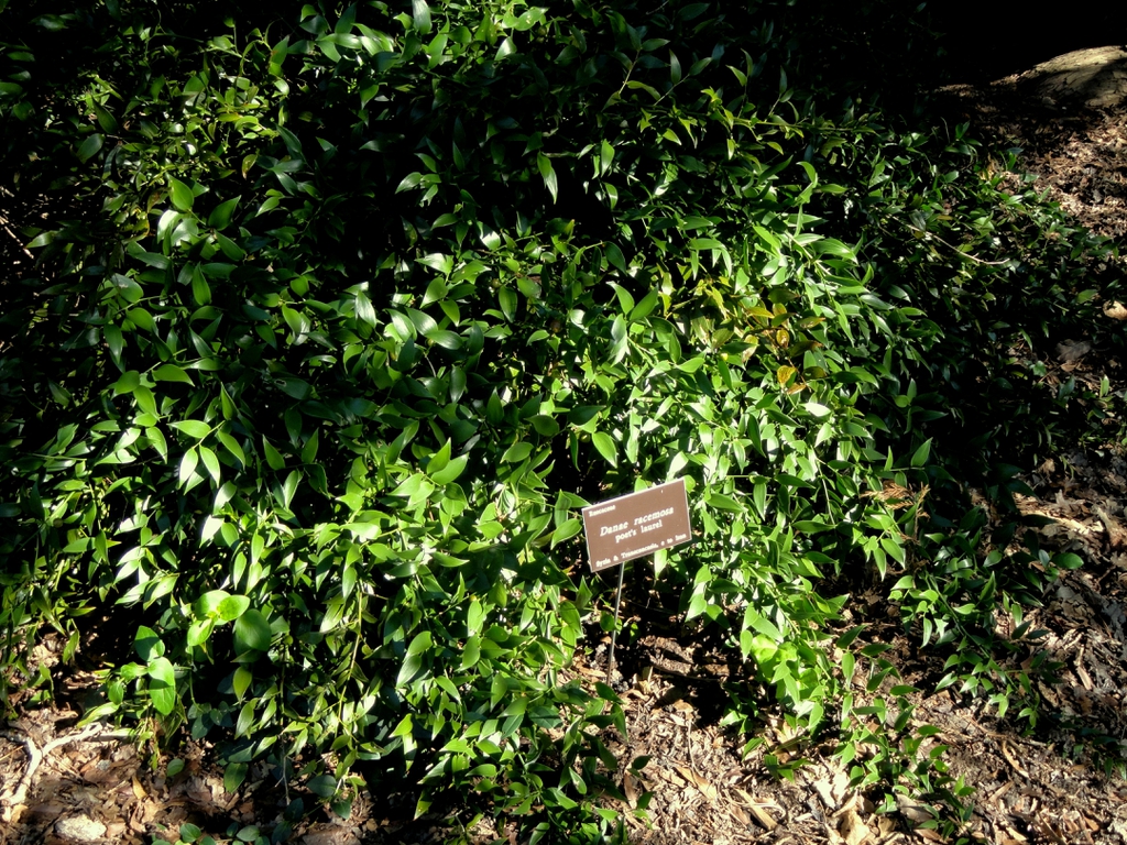 Growing in dry shade- full plant summer