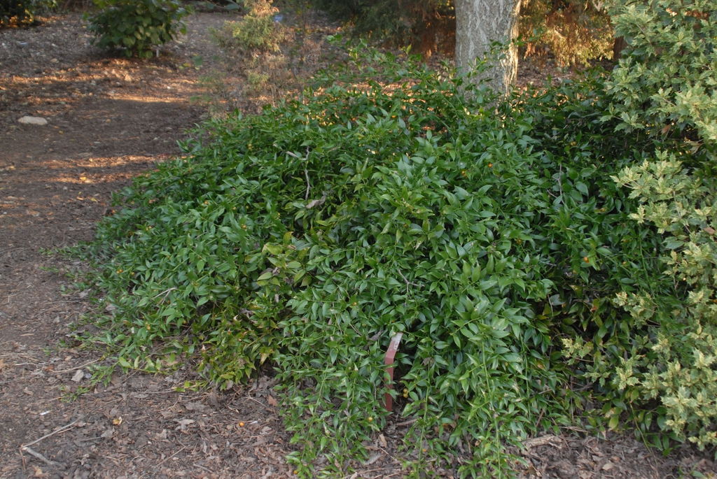 Form