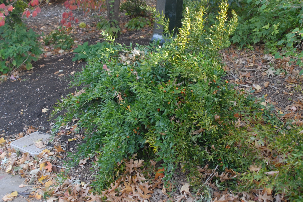 Danae racemosa