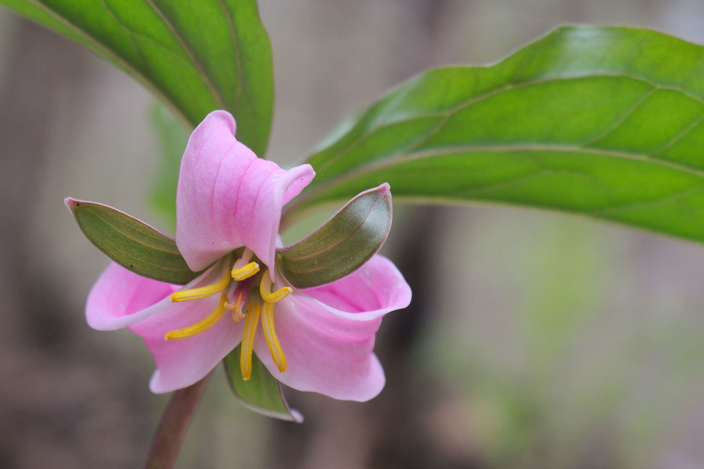 T. catesbaei
