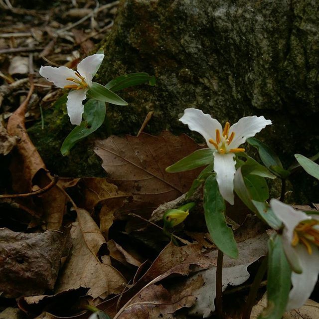 Form