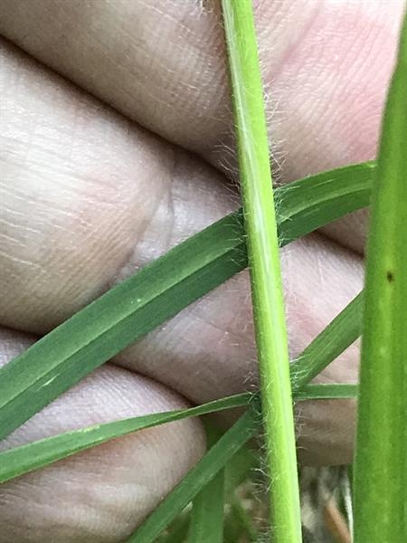 Stem with hairs