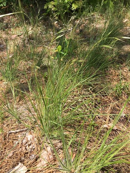 Form