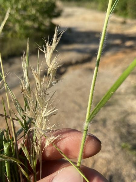 Stem and fruits