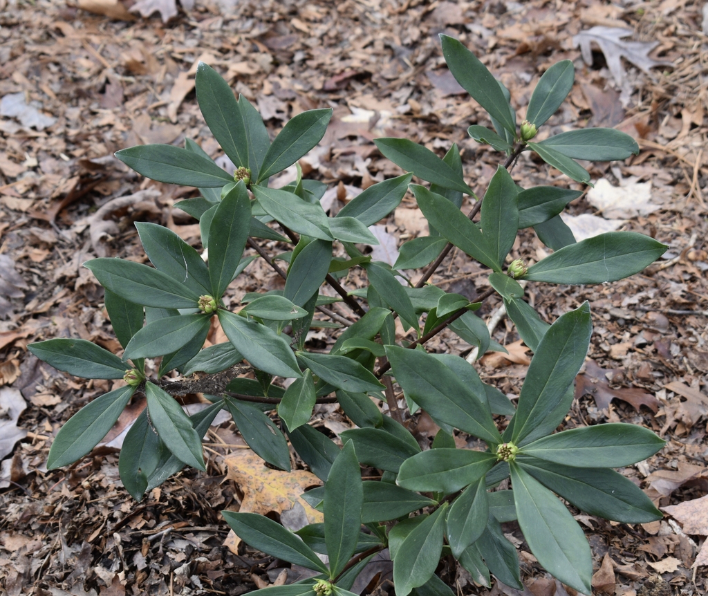 Evergreen shrub flower buds in December