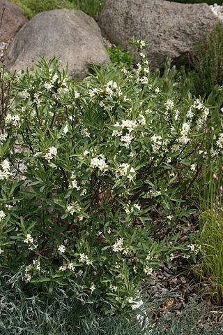 Daphne caucasica habit