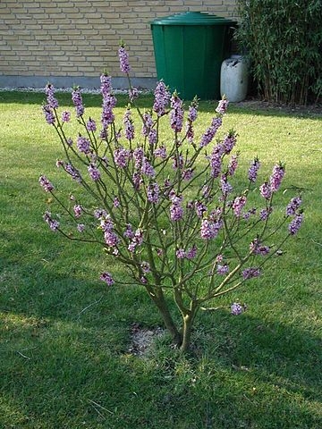 Daphne mezereum-cultivated