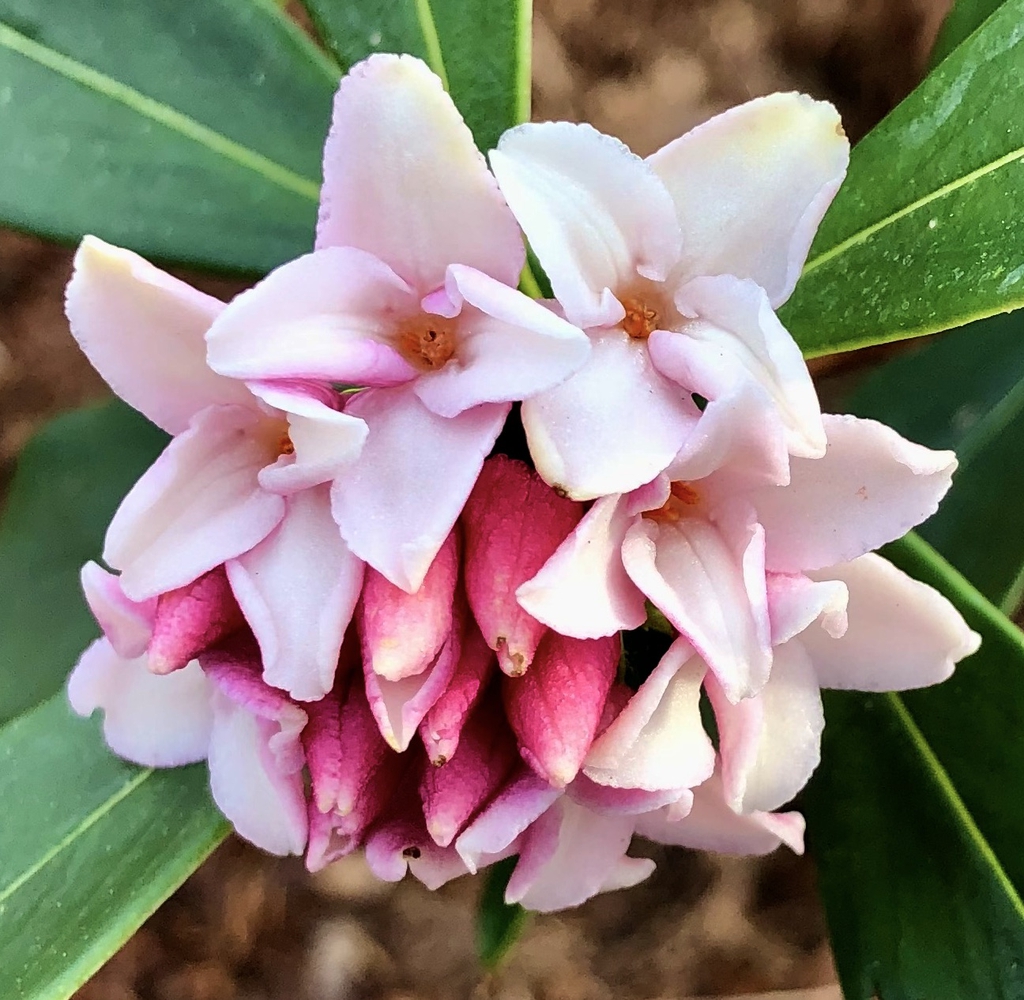 Flower - Closeup - Mid-Feb., Warren Co., NC