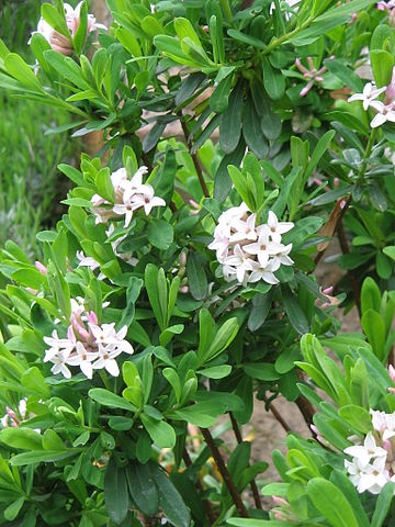 Daphne x burkwoodii habit
