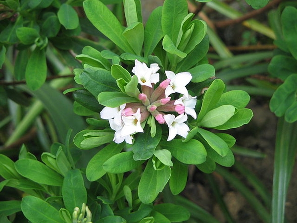 Daphne x burkwoodii foliage 