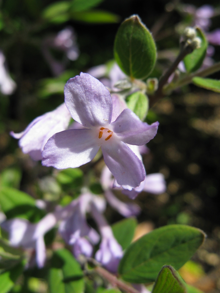 Daphne genkwa