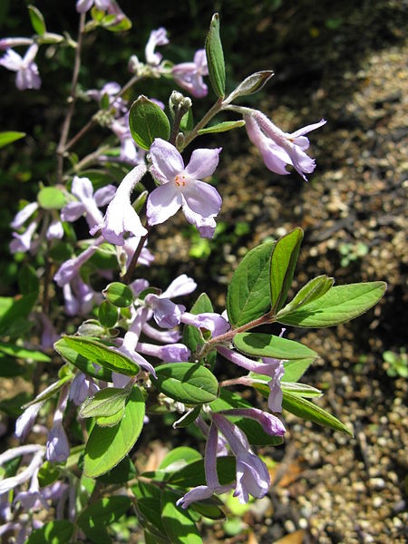 Daphne genkwa