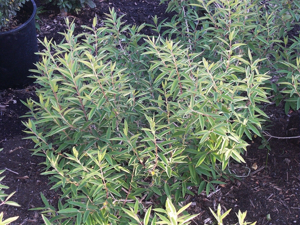 Daphne genkwa foliage