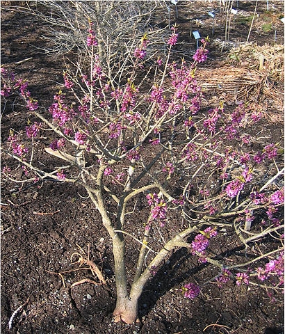 Daphne mezereum