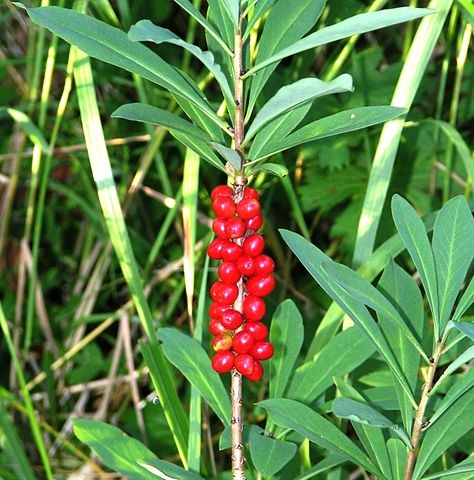 Daphne mezereum fruit