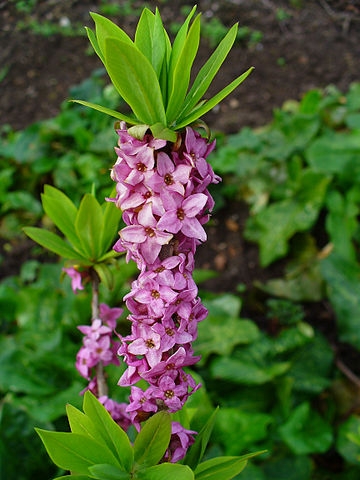 Daphne mezereum flowers