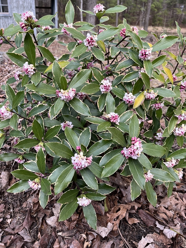 Shrub with variegated leaves and clusters of pale pink flowers.