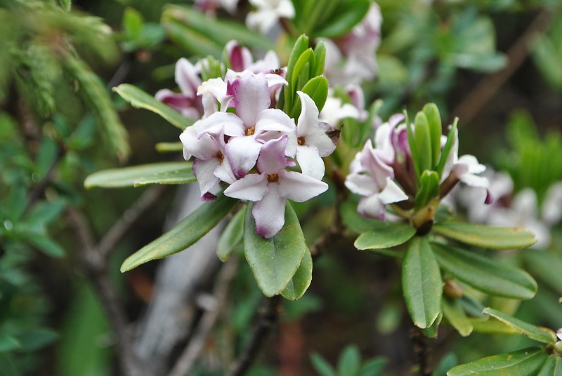 Pale pink, 4-petaled flowers and narrow green leaves.
