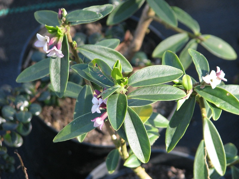 Small, 4-parted, pale pink flowers.