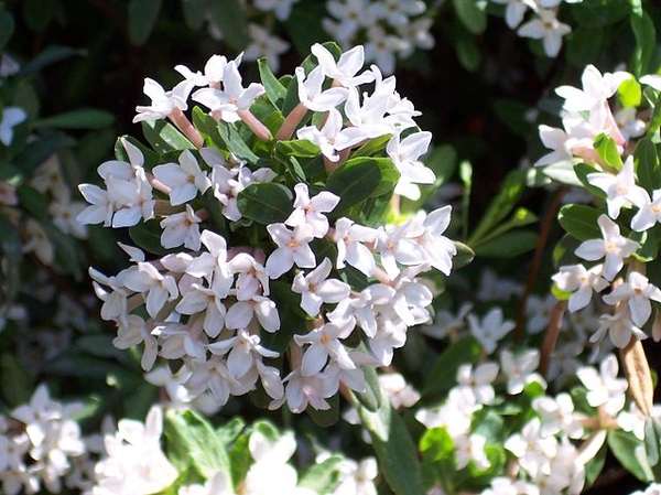 Daphne x burkwoodii flowers