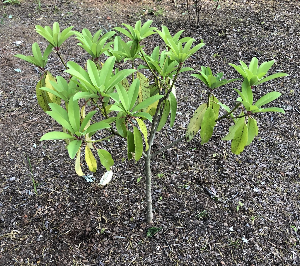 Daphniphyllum macropodum