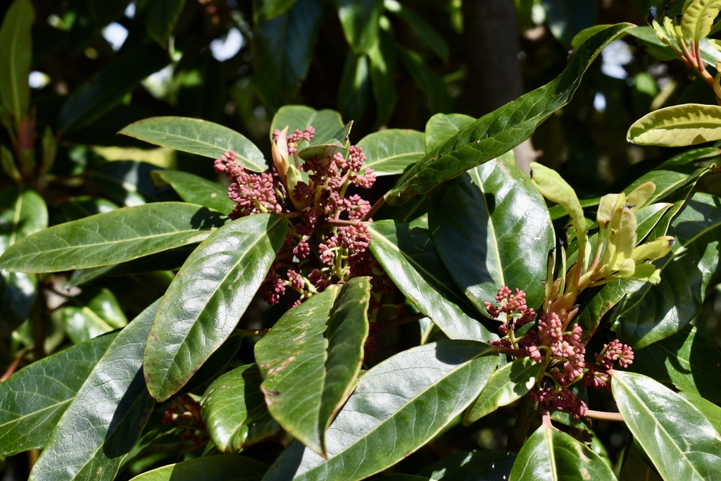 Flower - April - Wake Co., NC