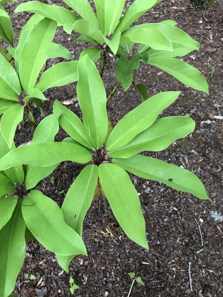 Bright green leaves in Spring with red or pink tones on stems