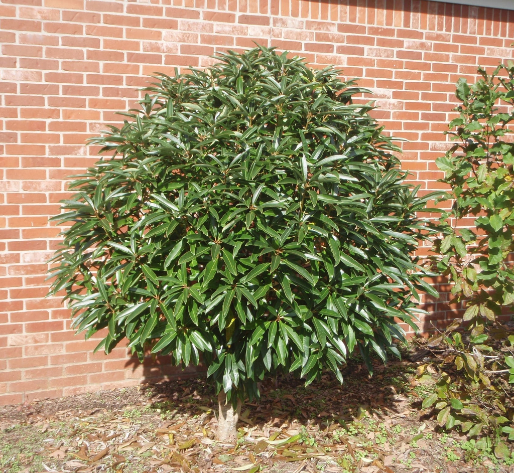 Form