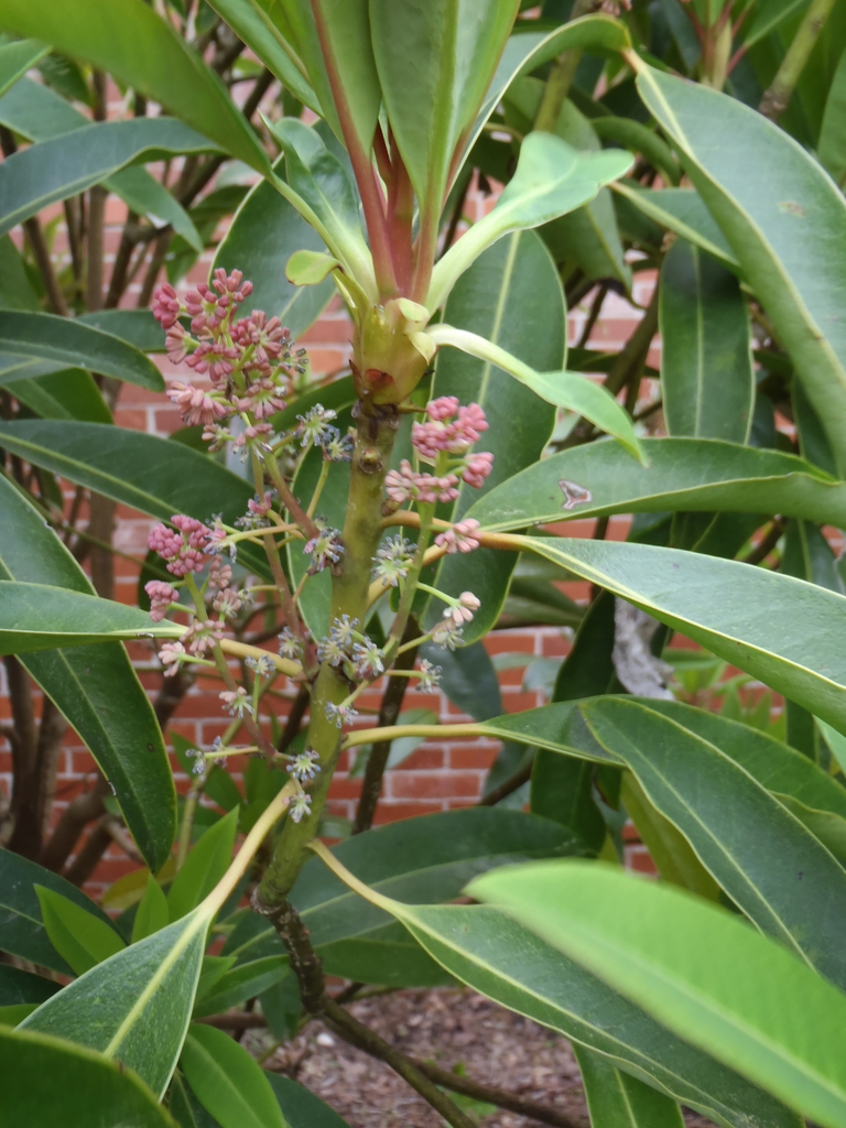 Daphniphyllum macropodum