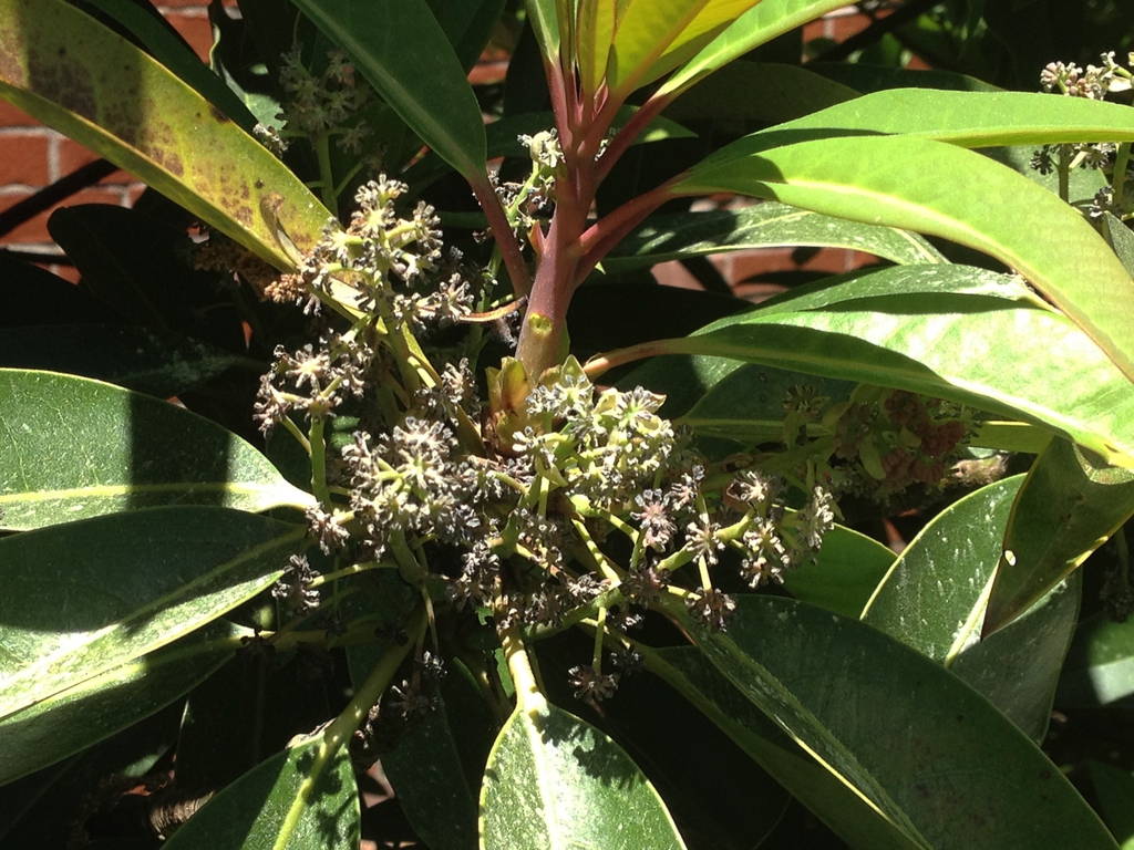 Daphniphyllum macropodum