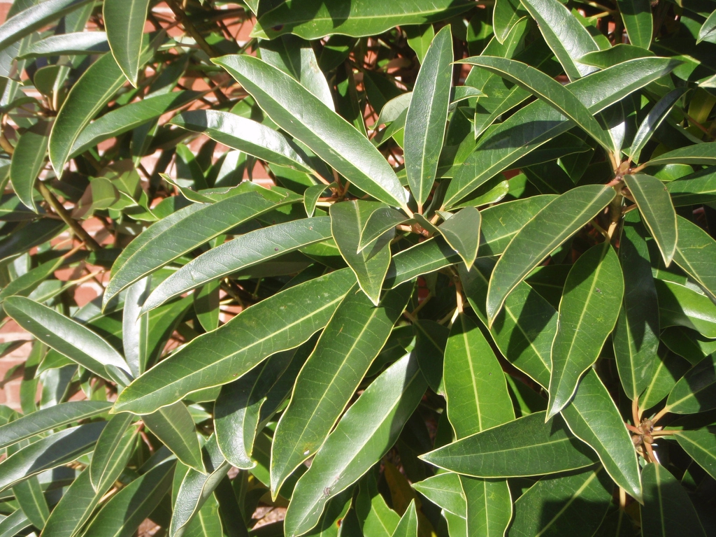 Leaf
