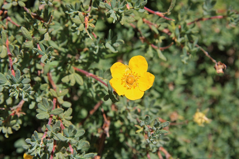 Potentilla fruiticosa